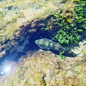 Emmanuel Buriez Instagram - Pura vida...
Ces mots résument à eux seuls le mode de vie au Costa Rica.
Une philosophie de respect de la Pachamama (nature Terre-Mere) et des uns des autres.
Mon 2ème passage espacé de 10 ans dans le pays que l'on surnomme la Suisse de l'Amérique Centrale.

#costarica #costarician #tamarindo #centralamerica #travel #faraway #emmanuelburiez #voyage #escapade #ecotourism #oneearth #earth #nature #puravida #ailleurs #loin #lointain #viensavecmoi #comewithme #ocean #planeteterre #hopethelifenchantyou #quelavievousberce
