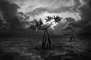 Emmanuel Lubezki Instagram - Fragile environment # 14