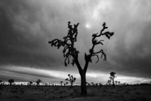 Emmanuel Lubezki Instagram - 