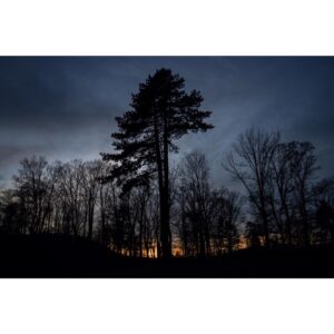 Emmanuel Lubezki Instagram - A Czech Sequoia ? Or Scots Pine?