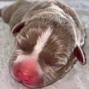 Enzo Salvi Instagram - PROTEGGERE E’ LA PIU BELLA VOCE DEL VERBO AMARE ❤️La Principessa ❤️( PITBULL )