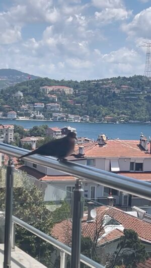 Erdal Özyağcılar Instagram - AYSEL GELDİ…Gemileri seyrediyoruz. “Şimdi gemiler geçer uzaklardan
Gönlüm güvertede sereserpedir.”
Turgut Uyar.