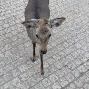 Erena Mizusawa Instagram - 鹿に会いに奈良へ🦌🌿
おめめがクリクリで可愛かったな〜
大人になってから行く奈良は幼い頃とはまた違った風に見えて、素敵な時間になりました🤍