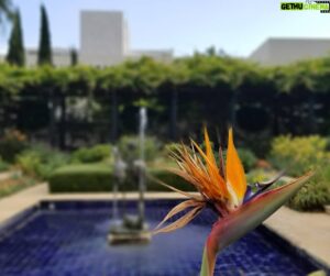 Eric Garcetti Instagram - The official flower of LA.