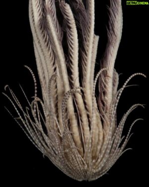 Eric Lange Instagram - New species found deep in the waters of Antarctica. It has 20 arms. 

Rumor has it, it wraps around your head and impregnates you with it’s spawn which later pop out of your chest. #Alien