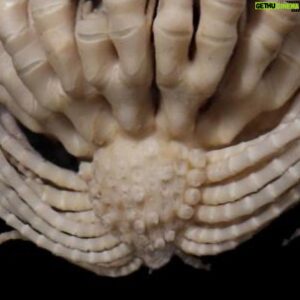 Eric Lange Instagram - New species found deep in the waters of Antarctica. It has 20 arms. 

Rumor has it, it wraps around your head and impregnates you with it’s spawn which later pop out of your chest. #Alien