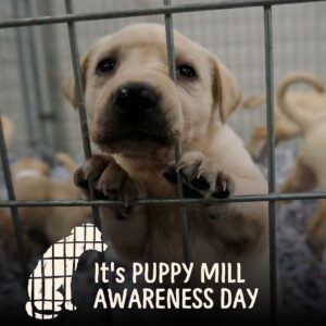 Eric McCormack Instagram - Hey everyone, help me take action along with the @ASPCA! Puppy mills are cruel breeding facilities that exploit animals unnecessarily. Let’s stand up for these animals by supporting GOLDIE’S ACT, critical legislation that will require better inspections of breeding facilities, lifesaving intervention, penalties for violations, and more. Visit http://aspca.org/goldiesact or the link in my bio to learn more!