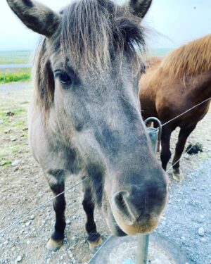 Erica Shaffer Instagram - Thank you, Iceland, for an amazing week with my favorite girl ❤️🇮🇸 such a beautiful and enchanting place.✨#icelandtravel #iceland #icelandnature #icelandpunkrockmuseum #thesugarcubes ❤️