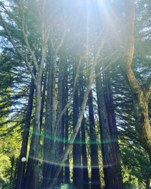 Erica Shaffer Instagram - Toured both #stanforduniversity and #ucsantacruz today ☀️ both amazing places to get a college education 💫 Nor Cal Tour Complete 🌳😘