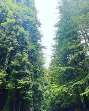 Erica Shaffer Instagram - Toured both #stanforduniversity and #ucsantacruz today ☀️ both amazing places to get a college education 💫 Nor Cal Tour Complete 🌳😘