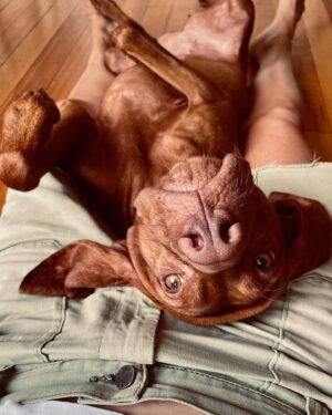 Erika Heynatz Instagram - Such a cherished member of our little family. Happy Birthday Whiskey. When your tail wags, so do ours. Thanks for sharing absolutely every toilet excursion with me. Next level intimacy. You've administered more kisses in two years than anyone else on the planet and given Charlie the sister he always wanted. So lucky. Dogs are the very, very best.