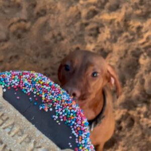 Erika Heynatz Instagram - Such a cherished member of our little family. Happy Birthday Whiskey. When your tail wags, so do ours. Thanks for sharing absolutely every toilet excursion with me. Next level intimacy. You've administered more kisses in two years than anyone else on the planet and given Charlie the sister he always wanted. So lucky. Dogs are the very, very best.