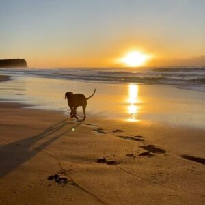 Erika Heynatz Instagram - Such a cherished member of our little family. Happy Birthday Whiskey. When your tail wags, so do ours. Thanks for sharing absolutely every toilet excursion with me. Next level intimacy. You've administered more kisses in two years than anyone else on the planet and given Charlie the sister he always wanted. So lucky. Dogs are the very, very best.