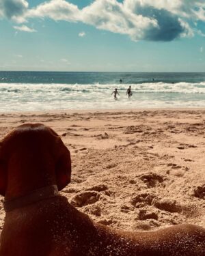 Erika Heynatz Instagram - Weekend blues featuring @jeannieheynatz & Whiskey the watchdog/wave hound.