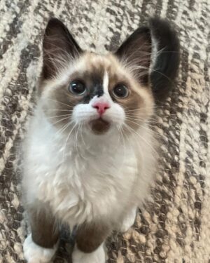 Erinn Hayes Instagram - Welcome to the family little buddy. We got on a waitlist thinking it would be a long time like last time (so many allergies, we can only have a certain type of cat or we would adopt) and like 2 weeks later here he is. He’s the cutest little snuggle bug even if we aren’t quite sure what his name is yet. Based on his aerial maneuvers Maverick is a top contender. So maybe meet Mav? We already love him so much.