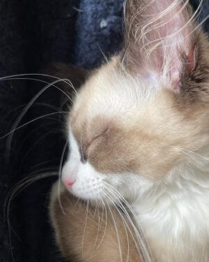 Erinn Hayes Instagram - Welcome to the family little buddy. We got on a waitlist thinking it would be a long time like last time (so many allergies, we can only have a certain type of cat or we would adopt) and like 2 weeks later here he is. He’s the cutest little snuggle bug even if we aren’t quite sure what his name is yet. Based on his aerial maneuvers Maverick is a top contender. So maybe meet Mav? We already love him so much.