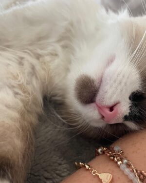 Erinn Hayes Instagram - Welcome to the family little buddy. We got on a waitlist thinking it would be a long time like last time (so many allergies, we can only have a certain type of cat or we would adopt) and like 2 weeks later here he is. He’s the cutest little snuggle bug even if we aren’t quite sure what his name is yet. Based on his aerial maneuvers Maverick is a top contender. So maybe meet Mav? We already love him so much.