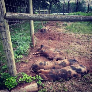 Esther Smith Instagram - Letting snoozing piggies lie since 1986