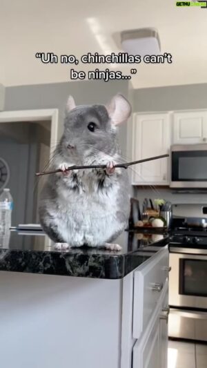 Ethan Fineshriber Instagram - Little known fact, both chinchillas AND autistic people can be ninjas 🤣 #ninjakid #autisticmemes #autisticninja #ethanfineshriber #autismawareness
