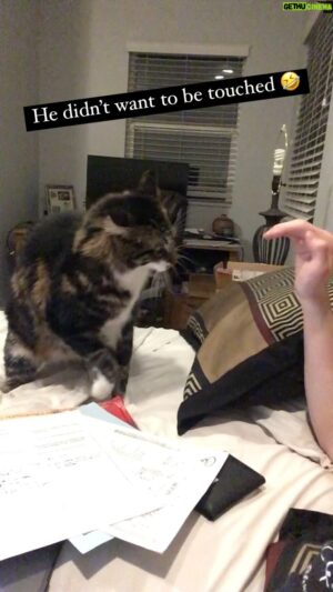 Ethan Fineshriber Instagram - He wasn’t having any of it lol. Guess I was in a no touch zone 🤣 #ninjakitty #ethanfineshriber #canttouchthis #catsofinstagram #funniestcat #funniestcats #duckisthebest