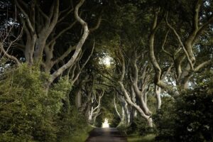 Evelyn Edwards Instagram - The Dark Hedges in Norther Ireland. I’m going to be honest with you…if you come here and take the VERY instgramable photo you may be shocked when you get here. You HAVE to have a zoom lens to get this street to look like this. And you have to get there early early early. Otherwise you are going to have dozens of people in your shot. But if everything works out just right…you may just get magic.