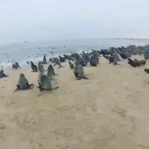 Federico Amador Instagram - @conexionanimalnet 
No todo está perdido, somos muchos los que haríamos algo así!!
.
Decime si no te dan ganas de ser esta persona!!
Cuando creas que no tenemos futuro mira estos ejemplos, el ser humano es bueno en el fondo de su corazón!! 💪🏽❤️
.
Somos muchos y cada vez más los que queremos un planeta más puro, más limpio, mejor!
.
Y creo que somos mayoría!!!!😃❤️❤️❤️❤️
.
#conexionanimal #estamosatiempo #heroesanonimos