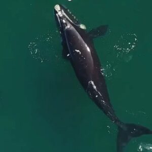 Federico Amador Instagram - El momento que captó @maxijonas no tiene nombre, belleza, pureza, magia, inmensidad, amor, todo junto!
Genio, te felicito!🙏🏼
.
Amo profundamente a las ballenas. Ya lo dije mil veces!!😅
.

No está permitido ir a buscar las ballenas en kayak pero muchas veces son ellas las que se acercan a las embarcaciones, su curiosidad es conocida!❤️
.
#ballenas #volvealanaturaleza #paz #magia #conexionanimal