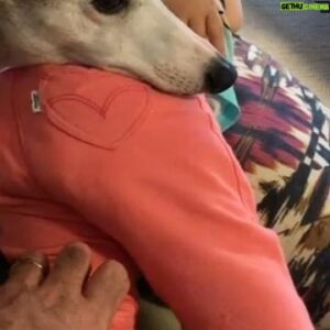 Felipe Torres Instagram - Ainda sobre intensa dor da perda compartilho publicamente essa declaração de amor à minha cachorrinha que se foi, a Lucy.
Lucy, você foi incessante luz de amor na vida de nossa família. Aliás, você foi a amálgama que nos uniu como família.
Passeios, corridas, brincadeiras, uma parceria inesquecível.
A vida sem você vai perder um pouco a graça, Pipi. Vai ser muito difícil superar sua ausência.
Estamos aqui, eu, minha amada esposa Carla e a nossa princesa Mia, numa tristeza abissal, mas vamos superar.
Todos os cantos da casa, do bairro, do sítio, da casa da minha sogra vão remeter a sua ausência por um tempo, mas o mesmo tempo há de transformar essa dor em memórias saudosas do seu amável convívio.
Com os olhos afogados em lágrimas me despeço de ti com essa homenagem pública do meu imenso amor.
EU VOU TE AMAR PARA SEMPRE, LUCY.