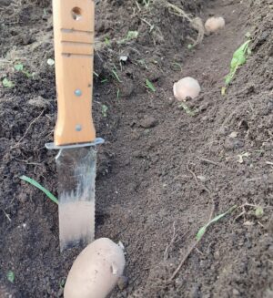 Félix Gómez Instagram - Buenos días!!! Días de huerta y campo... 🌱
Recogiendo las últimas verduras del Invierno, brócolis lombarda, espinacas y lechuga. Aún en la tierra queda algún repollo, habas (que ahora están en flor) y más espinacas. Y empezando ya a preparar la tierra para la huerta de Primavera y Verano. Este año me he adelantado un poco con las patatas, las planté ayer. El año pasado no se me dieron bien y esta temporada voy a intentar otra cosa...ya os contaré si acierto o no.

Sé que soy un afortunado por tener la posibilidad de tener un trozito de tierra. El gustazo de comer lo que cultivas, de regalar a tus seres queridos tus hortalizas y tus frutas no tiene parangón.

Manos a la tierra 💚 , no hay tiempo mejor empleado.

P.D. En la última foto, mi mejor amiga 🐞...ya están aquí. No sabéis la alegría que da verlas aparecer.  No hay mejor defensa.