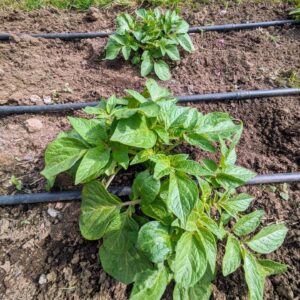 Félix Gómez Instagram - Mi huerta💚...
Ya va a tope, los plantones aún pequeños pero ya tirando con fuerza. Ahora solo queda acompañarlos y esperar a que todo evolucione bien. En las fotos: calabacín, tomatera y tajete, patatas, pimientos, calabaza cacahuete, puerros y berenjenas, pepinos... y una pequeña remesa de robles, que el año que viene irán a tierra (si todo va bien).
No me canso de repetirlo, que gusto da sembrar parte de tu comida. Volver al campo, clavar mis manos en la tierra, cada vez que puedo, está siendo un verdadero lujo.

#huertaregenerativa #agriculturaregenerativa
