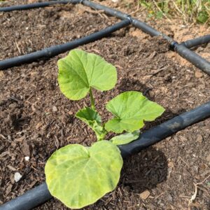 Félix Gómez Instagram - Mi huerta💚...
Ya va a tope, los plantones aún pequeños pero ya tirando con fuerza. Ahora solo queda acompañarlos y esperar a que todo evolucione bien. En las fotos: calabacín, tomatera y tajete, patatas, pimientos, calabaza cacahuete, puerros y berenjenas, pepinos... y una pequeña remesa de robles, que el año que viene irán a tierra (si todo va bien).
No me canso de repetirlo, que gusto da sembrar parte de tu comida. Volver al campo, clavar mis manos en la tierra, cada vez que puedo, está siendo un verdadero lujo.

#huertaregenerativa #agriculturaregenerativa