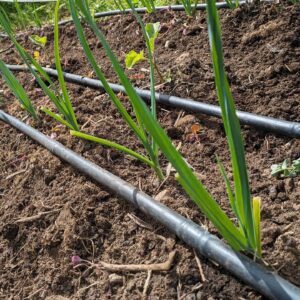 Félix Gómez Instagram - Mi huerta💚...
Ya va a tope, los plantones aún pequeños pero ya tirando con fuerza. Ahora solo queda acompañarlos y esperar a que todo evolucione bien. En las fotos: calabacín, tomatera y tajete, patatas, pimientos, calabaza cacahuete, puerros y berenjenas, pepinos... y una pequeña remesa de robles, que el año que viene irán a tierra (si todo va bien).
No me canso de repetirlo, que gusto da sembrar parte de tu comida. Volver al campo, clavar mis manos en la tierra, cada vez que puedo, está siendo un verdadero lujo.

#huertaregenerativa #agriculturaregenerativa