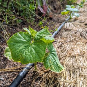 Félix Gómez Instagram - Mi huerta💚...
Ya va a tope, los plantones aún pequeños pero ya tirando con fuerza. Ahora solo queda acompañarlos y esperar a que todo evolucione bien. En las fotos: calabacín, tomatera y tajete, patatas, pimientos, calabaza cacahuete, puerros y berenjenas, pepinos... y una pequeña remesa de robles, que el año que viene irán a tierra (si todo va bien).
No me canso de repetirlo, que gusto da sembrar parte de tu comida. Volver al campo, clavar mis manos en la tierra, cada vez que puedo, está siendo un verdadero lujo.

#huertaregenerativa #agriculturaregenerativa