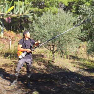 Félix Gómez Instagram - 🌳...Otro día mas en el campo, una tarea nueva entre manos. Toca la recogida de la aceituna...y oye, para ser la primera vez , ni tan mal...😉💚... Aprendiendo cada día cosas nuevas. Ahora a la almazara y depues a curar y a aliñar unas pocas...😋... a ver qué tal se da!!!
