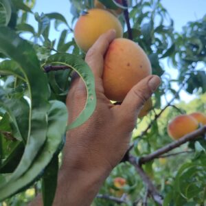 Félix Gómez Instagram - 🌳La vida en el campo sigue... 
A la sombra de la higuera. Disfrutando de los primeros melocotones, un sabor que me lleva a los paseos con mi abuelo por la sierra de su pueblo. En la huerta, deshebrando, regando, disfrutando de los frutos y aprendiendo de los errores... Y cuando el sol aprieta y ya no me deja seguir, me bajo al río a refrescarme...
