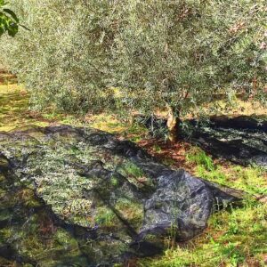Félix Gómez Instagram - 🌳...Otro día mas en el campo, una tarea nueva entre manos. Toca la recogida de la aceituna...y oye, para ser la primera vez , ni tan mal...😉💚... Aprendiendo cada día cosas nuevas. Ahora a la almazara y depues a curar y a aliñar unas pocas...😋... a ver qué tal se da!!!