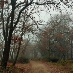 Félix Gómez Instagram - Invierno... ❄️
Paseos en la niebla.