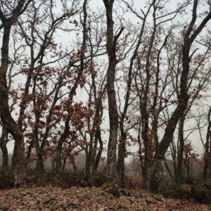 Félix Gómez Instagram - Invierno... ❄️
Paseos en la niebla.