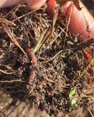 Félix Gómez Instagram - Mi huerto...🌱
Aquí está mi huerto, hay mas fotos pero no quiero aburrir. Esta siendo una gozada verlo crecer. Es un placer tan grande...🥰... Si tenéis la posibilidad, aunque sea uno pequeño en el balcón, animaos con él,  os aseguro que no os vais a arrepentir y hay mil maneras y mucha gente que sabe mucho de ello.
Hay también algún fracaso, no voy a mentir. Las patatas  han sido pasto de las hormigas aunque no me rindo y voy a volver a intentarlo con las tardías. Es la primera vez que me enfrento a problemas desde la metodologías de la agricultura regenerativa y esta siendo toda una aventura. No quiero usar químicos asi que aquí estoy dándole duro y aprendiendo... Acepto consejos si alguien se ha enfrentado al mismo problema.
Tengan un bonito día!!!
