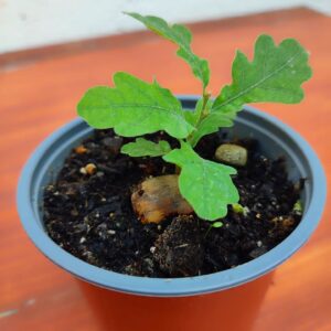 Félix Gómez Instagram - 🌱Este roble a penas tiene dos meses, crece fuerte  y sano, tiene ganas... Irá a tierra el Otoño próximo, cuando a penas levante un 10cm. Irá pronto, quizás lo mejor sería esperar un par de años, pero va a un entorno protegido donde cuidaré de él. No creo que llegue a cobijarme bajo su sombra, pero mis sobrinos  podrán leer a sus nietos cuentos a la sombra fresca de este pequeño. 

Una semilla necesita décadas o siglos para convertirse en un Árbol adulto capaz de ofrecer todos sus beneficios ... a un hombre le lleva un segundo firmar la tala innecesaria y caprichosa de muchos de ellos, sin parar a pensar cuánto les ha costado a esos Seres Vivos llegar hasta allí. Sin parase a pensar cuantos beneficios esos Gigantes nos ofrecen pidiendo a cambio, sólo , que les dejemos Ser. Sin parase a pensar en otras alternativas, que seguro hay, para evitar esa tala innecesaria y poder continuar con las mejoras de infraestructuras que los ciudadanos necesitan. 

Por favor, demos como sociedad, como tribu, como habitantes del Planeta Tierra, el lugar, el cuidado y el respeto que los ÁRBOLES merecen. Ellos no nos necesitan, nosotros les necesitamos a ellos, sin ellos nuestra vida no es posible, por muy invencibles y eternos que nos creamos... sin árboles no hay vida... 🌳
A ver si de una vez nos metemos esto en la cabeza!!!

Plantar árboles está MUY BIEN pero conservar y cuidar los que ya tenemos está mucho mejor...😉