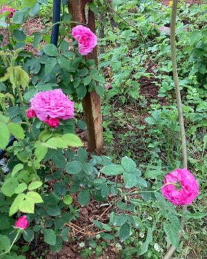Feride Çetin Instagram - Doğaya yakın kalacağız #simplicity #healthyandhappy #beautyeverywhere #gardeninspiration #familyphotography #trueloveexists #closetonature🍀