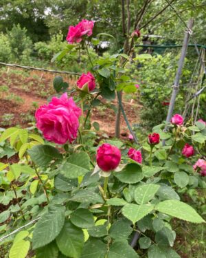 Feride Çetin Instagram - Doğaya yakın kalacağız #simplicity #healthyandhappy #beautyeverywhere #gardeninspiration #familyphotography #trueloveexists #closetonature🍀
