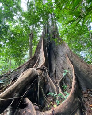 Fernanda Diniz Instagram - Pela Amazônia 💚