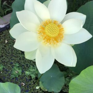 Fernanda Neil Instagram - La Perfección... @levasilveri_paisajismo #sinfiltro #lotus #estanque