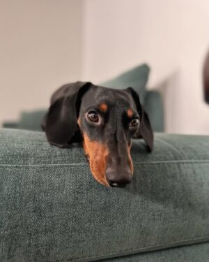 Fernando Fernandes Instagram - Faz hoje 2 anos o meu Dono. ❤️