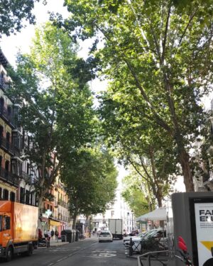 Fernando Soto Instagram - ...a los que dirigen el rumbo de las ciudades.. esto es lo que hace falta...árboles más altos que los edificios...árboles que alimenten de sombra y fresco...que hagan más habitables dichas ciudades...a este paso viviremos en un desierto cubierto por cemento.#madrid#arboles#climatechange