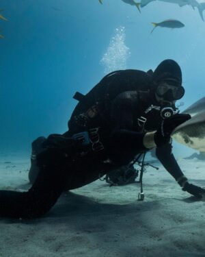 Filipe DeAndrade Instagram - Sometimes on the Shark-abohn (autobahn) highway, you need to redirect traffic. 

In this event, make eye contact, hold your ground, grab your plumbs, touch above the mouth, and send rightward. But if you’ve never driven this road before…

Don't play around with Sharks. Appreciate, admire, preserve, and respect…they’ve been here longer. 

📸 for @natgeo #Staywild