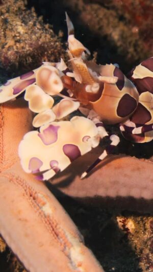 Filipe DeAndrade Instagram - Harlequin Clown Shrimp 🦐 

I was filming Humpback Whales for @natgeo in Costa Rica and a Shrimp stole the show. These little dudes and dudettes were feeding on a Starfish and I was absolutely captivated. That’s what I Love about the ocean…EVERYTHING, whether big or small is so unique and beautiful. #strangerthings