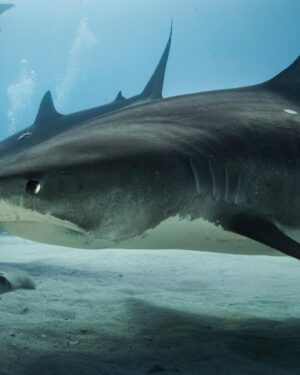 Filipe DeAndrade Instagram - Sometimes on the Shark-abohn (autobahn) highway, you need to redirect traffic. 

In this event, make eye contact, hold your ground, grab your plumbs, touch above the mouth, and send rightward. But if you’ve never driven this road before…

Don't play around with Sharks. Appreciate, admire, preserve, and respect…they’ve been here longer. 

📸 for @natgeo #Staywild