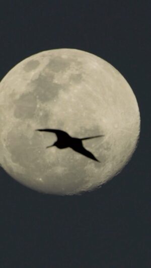 Filipe DeAndrade Instagram - Magnificent Frigatebirds

What a thriller! Happy #halloween